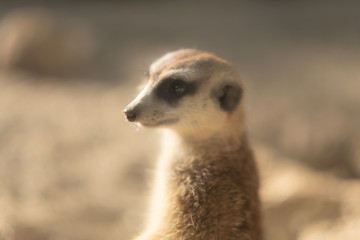 Fototapeta premium meerkat