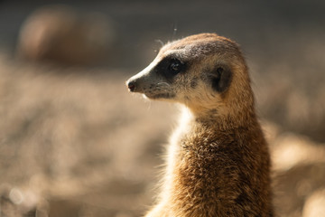 meerkat