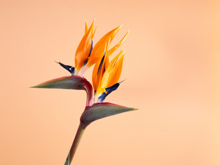 bird of paradise flower isolated on light background