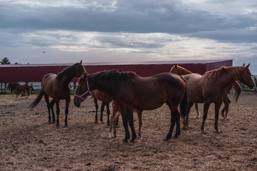 Fototapeta na wymiar Horse farm. Lots of brown horses in the paddock.