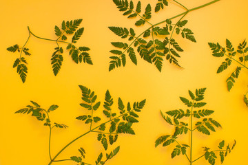 Fototapeta na wymiar The background image of sprigs of cow parsnip with carved lace leaves to yellow.