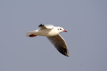
Black-headed Gull bird in spring