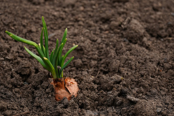 Close up of growing onion in garden. Blooming onion in ground. Concept of space for your text.
