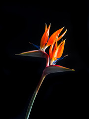 Two headed bird of paradise or strelitzia flower isolated on black background