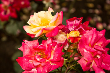 pink and white tulips