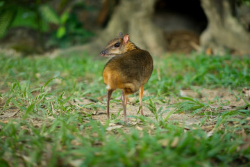 Lesser Mouse-deer