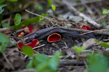 fly agaric mushroom