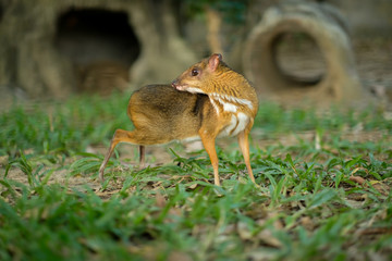 Lesser Mouse-deer