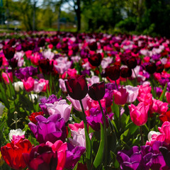 Colorful field of tulips in a city park in Amsterdam