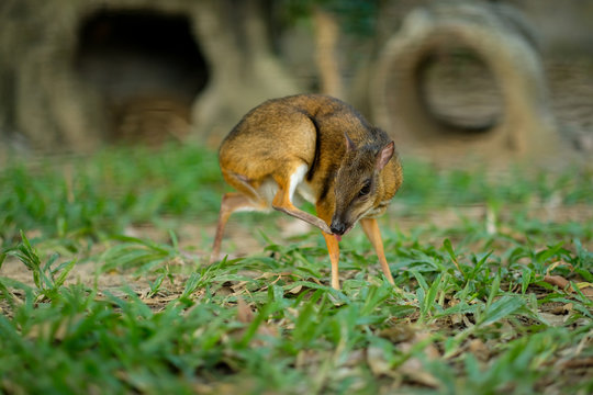 Lesser Mouse-deer
