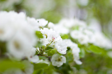 white flowers on a tree