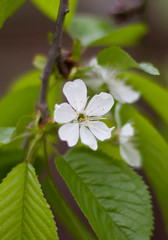 water drops on green leaves