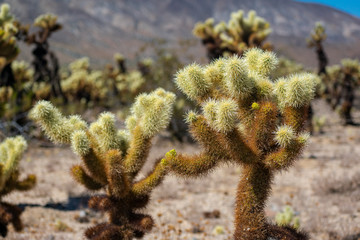 cholla cactus in the california desert