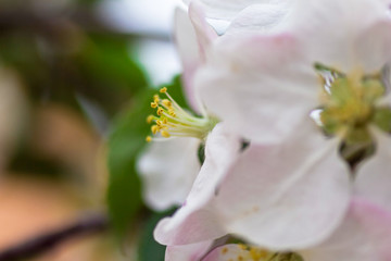 Fototapeta na wymiar pink magnolia flower