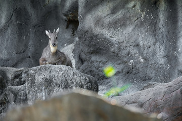 goral