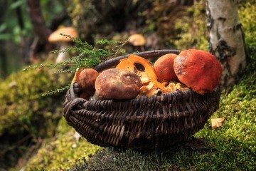Still life with mushrooms in a forest © Iryna