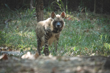 Striped hyena
