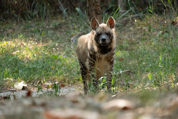 Striped hyena