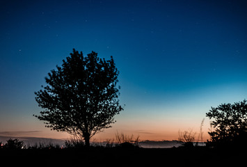 lonely tree and stary sky