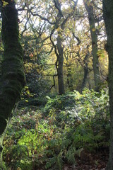 British woodlands in autumn with dappled sunlight coming through the forest canopy with woodland walk running through it. Selby North Yorkshire,UK