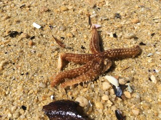 Starfish walking thru