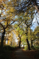 British woodlands in autumn with dappled sunlight coming through the forest canopy with woodland walk running through it. Selby North Yorkshire,UK