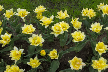 yellow lemon multi-petal varietal tulips in a botanical garden, public city park