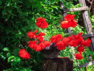 Still life with bouquet of red poppy in old iron pot
