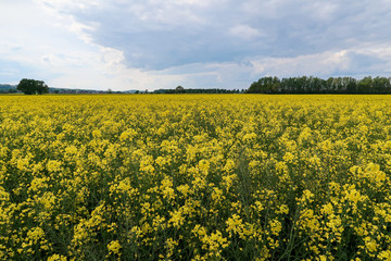 Obraz premium field of rape