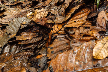 Wet autumn leaves fallen from the trees.
