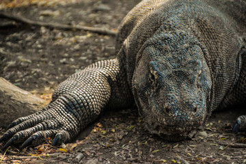 Obraz premium Island Dragon Lizard