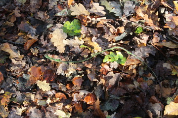 Leaves decomposing on forest floor in British woodland In Yorkshire UK