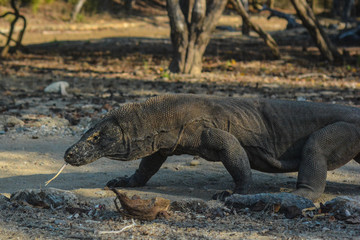 Island Dragon Lizard
