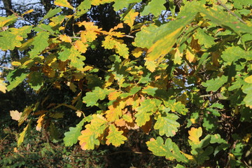 Oak leaves in autumn sunshine in woodland in Britain