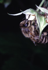 Honeybee, Raspberry, Berry, Fruit, Wild fruit, Thuringia, Germany, Europe