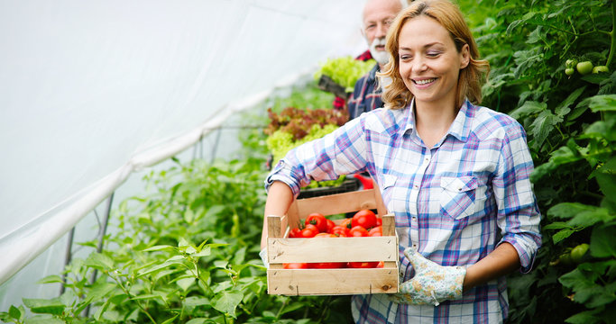 Happy Family Growing Organic Vegetables At Farm, Greenhouse