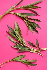 The background image with the young fresh leaves and twigs of the plant tarragon on a bright pink background.