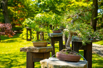 Fototapeta na wymiar Bonsai tree in Japanese garden with purple bush in botanic Garden Troja in Prague, Czech republic