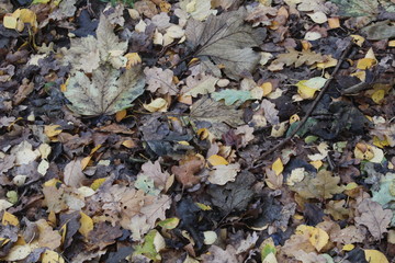 Leaves decomposing on forest floor in British woodland In Yorkshire UK