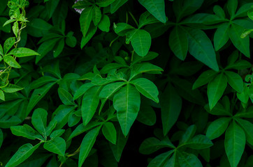 Fototapeta na wymiar Green plant in garden and blur background, flash condition