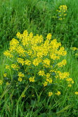 dandelions in the grass