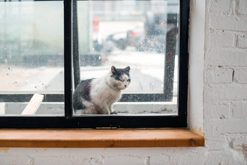homeless sick cat outside the window