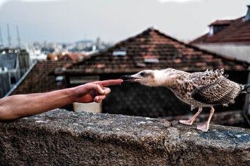 A seagull bites a finger with the old Port in the background.