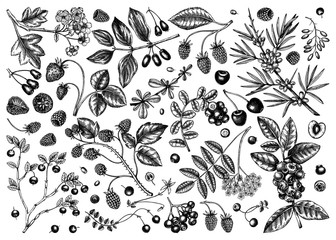 Hand drawn summer berries collection. Wild berries and flowers isolated on white background. Ink hand drawing. Vintage forest or orchard plants sketches. Summer berries outline. Healthy food 