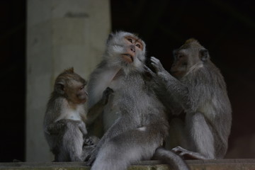 Naklejka premium Monkey in the forest Bali