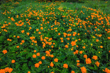 Blooming Asian Swimmer (trolius asiaticus) . Western Siberia