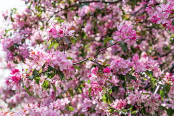 Blooming pink trees.