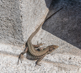 Lézard