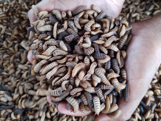 Larva mosca soldado negro