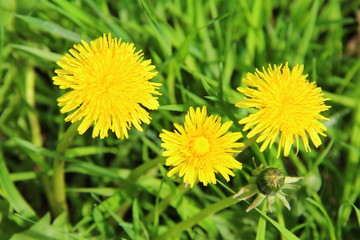 Bright yellow flowers dandelions in green grass. Taraxacum closeup stock photo. Fresh festive summer and spring mood